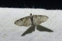 Eupithecia insigniata