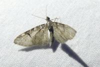 Eupithecia insigniata