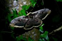 Saturnia pyri