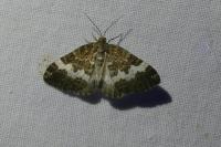Perizoma affinitata