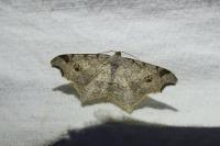 Macaria alternata