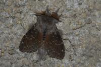 Stauropus fagi