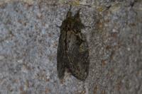 Peridea anceps