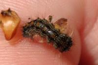 Lymantria dispar
