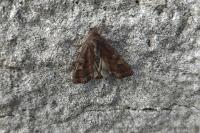 Lacanobia oleracea