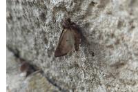Lacanobia oleracea
