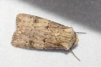 Agrotis puta