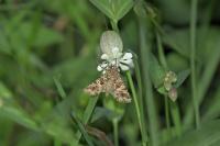Hadena bicruris