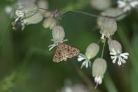 Sideridis rivularis