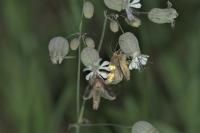 Diachrysia chrysitis