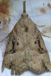 Hypena rostralis