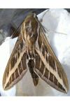 Hyles livornica