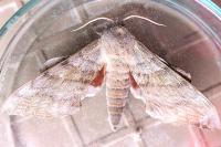 Laothoe populi