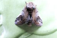 Notodonta ziczac