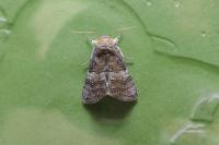 Tethea ocularis