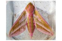 Deilephila elpenor