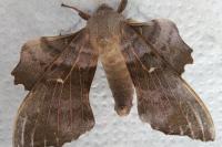 Laothoe populi