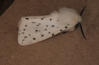 Spilosoma lubricipeda
