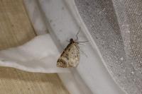 Epirrhoe alternata