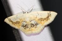 Cyclophora annularia