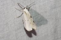 Lomographa bimaculata