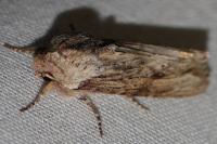 Egira conspicillaris