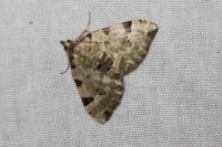 Colostygia pectinataria