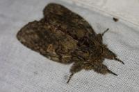 Peridea anceps