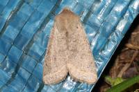 Orthosia cerasi