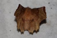 Selenia lunularia
