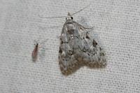 Nola confusalis