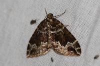 Lampropteryx suffumata