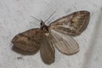 Chesias rufata rufata