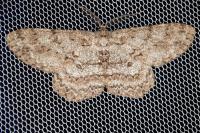 Hypomecis punctinalis