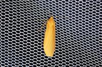 Wittia sororcula