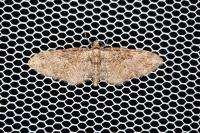 Eupithecia abbreviata/dodoneata