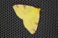 Opisthograptis luteolata