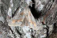 Dendrolimus pini pini