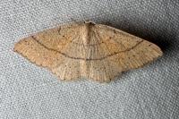 Cyclophora suppunctaria
