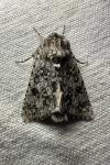 Acronicta auricoma