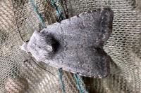 Caradrina flavirena/noctivaga