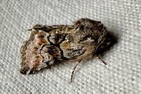 Cleonymia yvanii