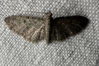 Eupithecia massiliata
