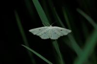 Cyclophora albipunctata