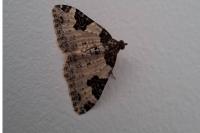 Xanthorhoe fluctuata