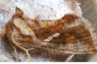 Chrysodeixis chalcites