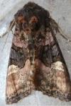 Euplexia lucipara