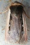 Ochropleura leucogaster