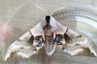 Smerinthus ocellatus ocellatus