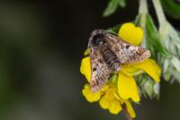 Omia cyclopea